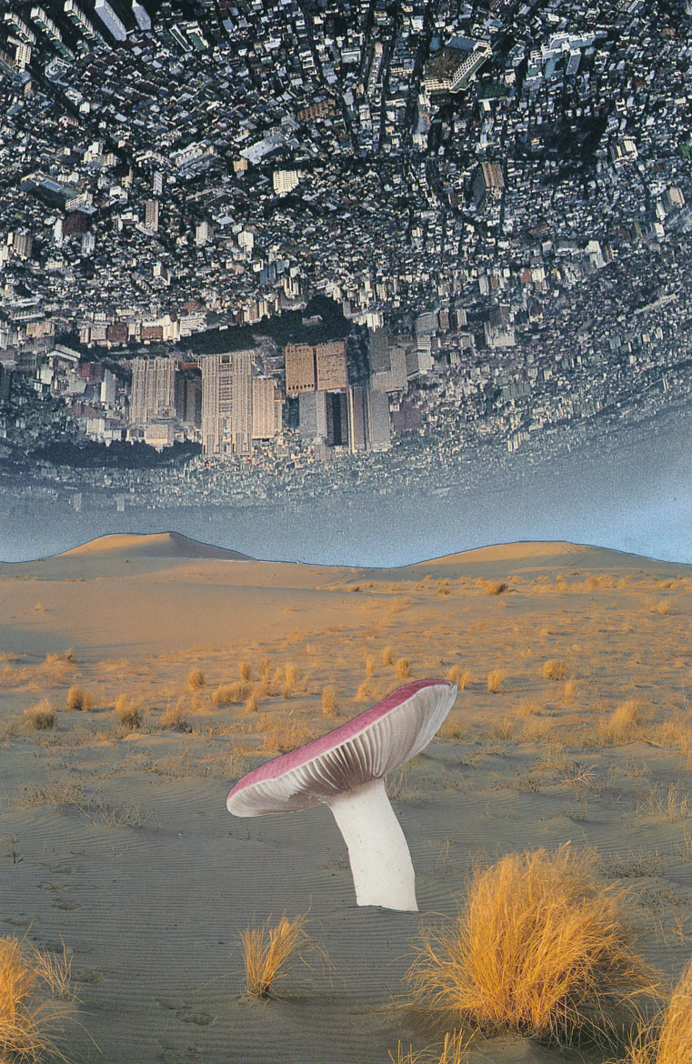 Desert Shroom